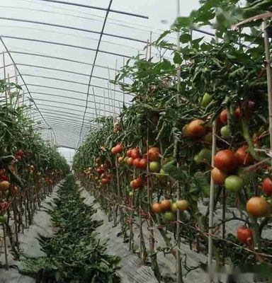 Опция настройки Juxiang гидропоническая система овощеводство пленки теплицы