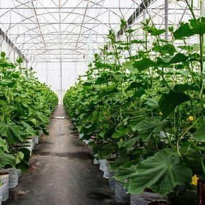 Гидропоническая теплица с двойной аркой и цветочным перцем с формой крыши с несколькими размерами