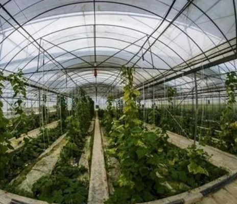 2000.000kg Пакет валовой массы однопаневая гидропоническая система для теплицы с двойной аркой