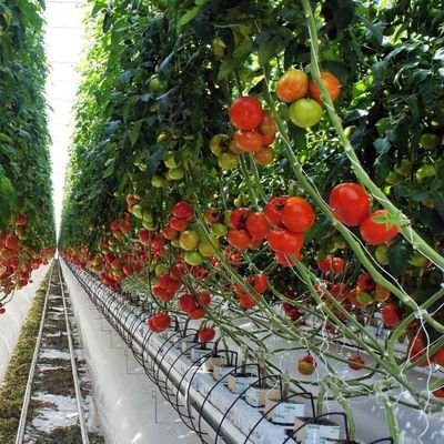 2000.000kg Пакет валовой массы однопаневая гидропоническая система для теплицы с двойной аркой