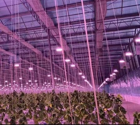 Строительство крыши с арочной крышей и теплицы с двойной арочной крышей для помидоров и перца в долларах США