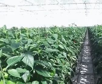 Строительство крыши с арочной крышей и теплицы с двойной арочной крышей для помидоров и перца в долларах США