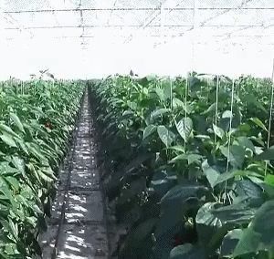 Однослойная или многослойная двухслойная пленочная теплица для производства цветов