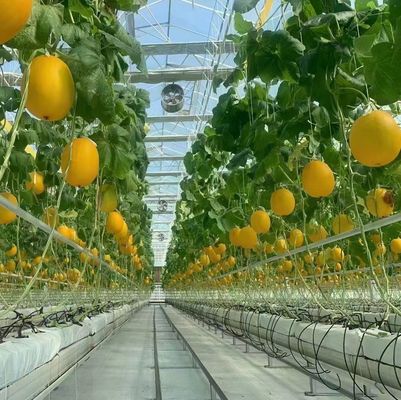 Стальная структура теплица для производства перца с использованием метода гидропоники