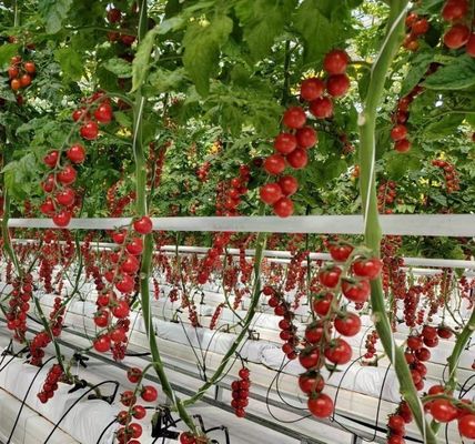 Оранжерея для выращивания перца с двуслойной пленкой 12,09 * 2,35 * 2,39 см Размер упаковки
