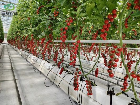 Зеленые листья овощи Пленка ПК лист сельскохозяйственные многопролетные теплицы для гидропоники