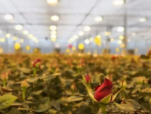30-дневный возврат освещенный дом для выращивания саженцев освещенный метод выращивания