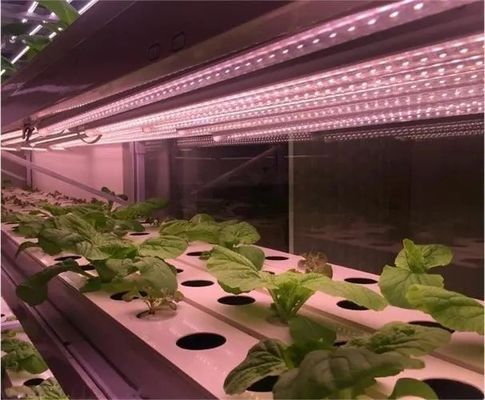 2000.000kg Водораспылитель Управляемая среда Комната для семена/овощ/фрукты/цветок