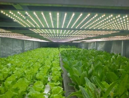 2000.000kg Водораспылитель Управляемая среда Комната для семена/овощ/фрукты/цветок