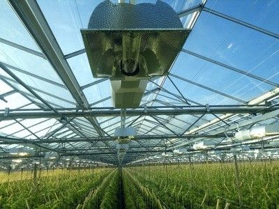 Многопролетная посадочная комната для саженцев в тепличном пакете валовой весом 2000 000 кг