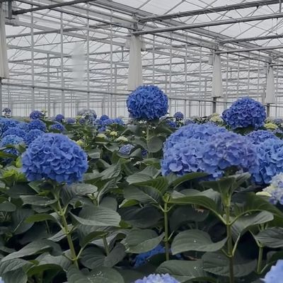 50.00cm * 60.00cm * 80.00cm Размер упаковки Стеклянная тепличная гидропоника Система выращивания