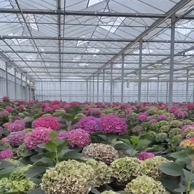 50.00cm * 60.00cm * 80.00cm Размер упаковки Стеклянная тепличная гидропоника Система выращивания