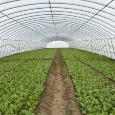 Аркированная крыша сельскохозяйственный многопролетный пластиковый туннель JX-PC Зеленый дом для сельского хозяйства