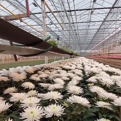 Двухслойная стеклянная система гидропонического производства в теплицах с капельным орошением