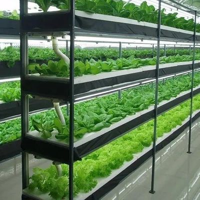 Максимизируйте рост с помощью системы безземельной культуры в контейнерной теплице с арочной крышей