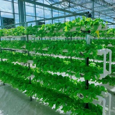 Максимизируйте рост с помощью системы безземельной культуры в контейнерной теплице с арочной крышей