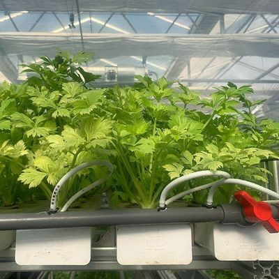 Максимизируйте рост с помощью системы безземельной культуры в контейнерной теплице с арочной крышей
