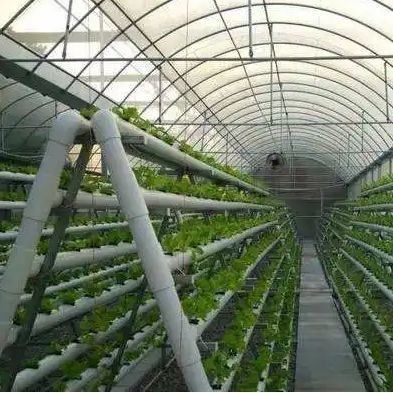 Специализированные решения для безпородных культур для стеклянной тепличной пленки