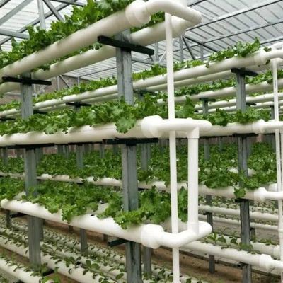 Специализированные решения для безпородных культур для стеклянной тепличной пленки