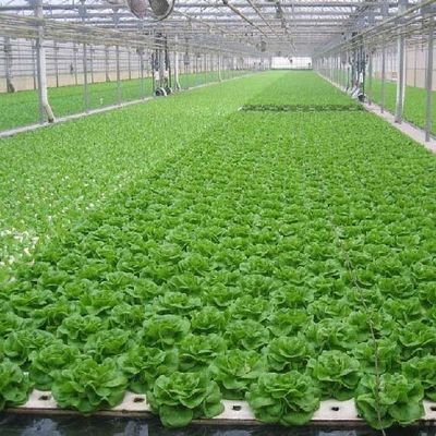Специализированные решения для безпородных культур для стеклянной тепличной пленки