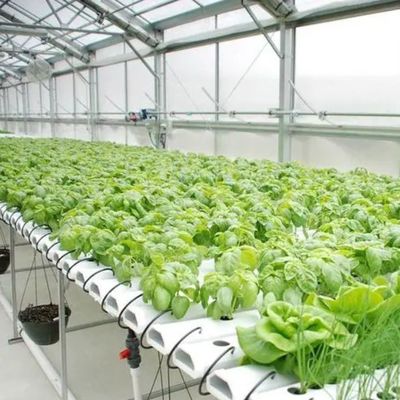 Высокопроизводительная парниковая гидропоническая система для коммерческой устойчивости
