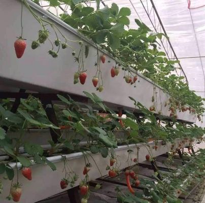 Высокопроизводительная парниковая гидропоническая система для коммерческой устойчивости