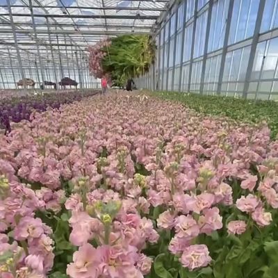 Система гидропоники тепличных растений из стекла Venlo для овощей, произведенных в Нидерландах