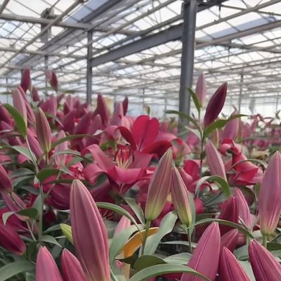 Система гидропоники тепличных растений из стекла Venlo для овощей, произведенных в Нидерландах