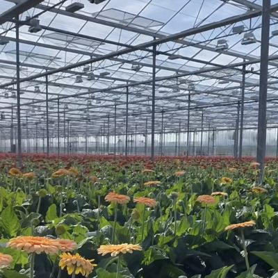 Система гидропоники тепличных растений из стекла Venlo для овощей, произведенных в Нидерландах