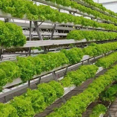 Фильмовое выращивание облегчает передовые методы безземельных культур для коммерческих теплиц