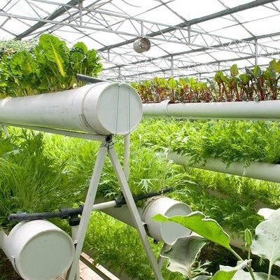 Фильмовое выращивание облегчает передовые методы безземельных культур для коммерческих теплиц