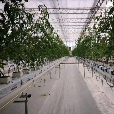 Фильмовое выращивание облегчает передовые методы безземельных культур для коммерческих теплиц