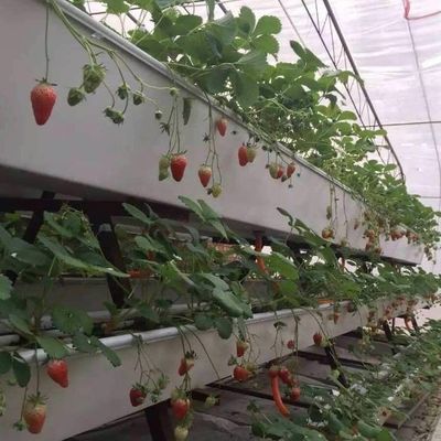 Фильмовое выращивание облегчает передовые методы безземельных культур для коммерческих теплиц