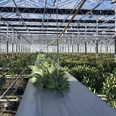 100.000kg Пакет валовой массы Стеклянная тепличная гидропоника система с капельным орошением