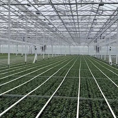 100.000kg Пакет валовой массы Стеклянная тепличная гидропоника система с капельным орошением