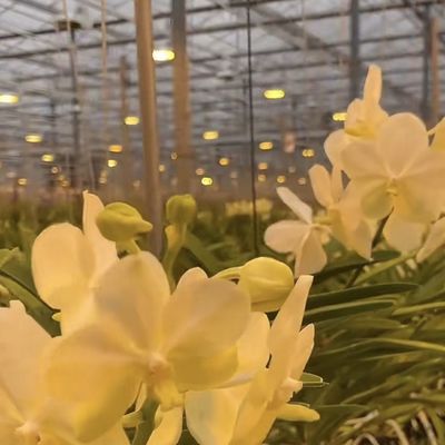 100.000kg Пакет валовой массы Стеклянная тепличная гидропоника система с капельным орошением