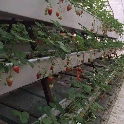 6/9.6/12метров Способ выращивания Гидропоническая система для парниковой пленки Juxiang Easy