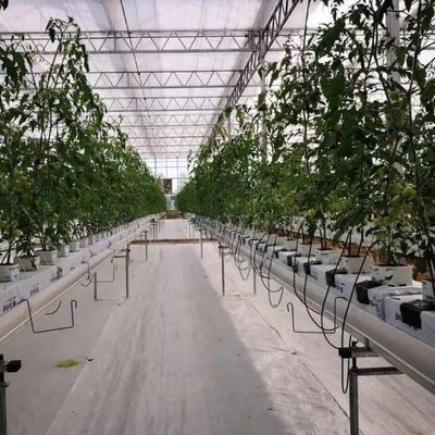 Стеклянная тепличная гидропоника для круглогодичного выращивания Доступная стоимость доставки