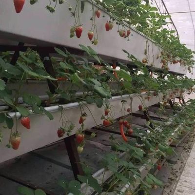 9.6m пленка теплицы для максимальной урожайности при выращивании без почвы и первоначальной выплате