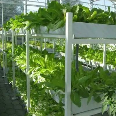 9.6m пленка теплицы для максимальной урожайности при выращивании без почвы и первоначальной выплате