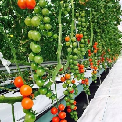 Временные решения для отопления для стеклянных теплиц