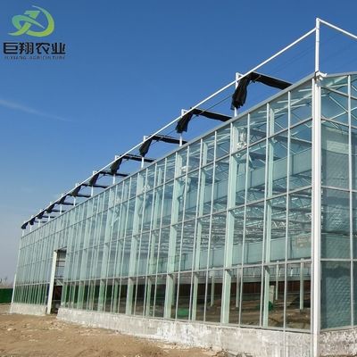 Стеклянная теплица JX - индивидуальное решение для продажи томатов и листьев на горячем рынке