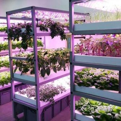 Контролируемая среда освещенная оранжерея с стеклянным покрытием и освещением