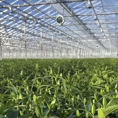 Стеклянная тепличная гидропоническая система для овощей и цветов