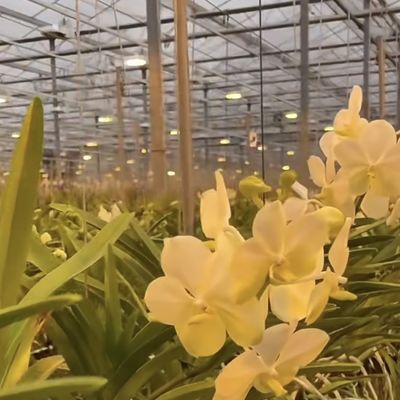 Стальная структура Двухслойная стеклянная теплица для гидропонной системы производства