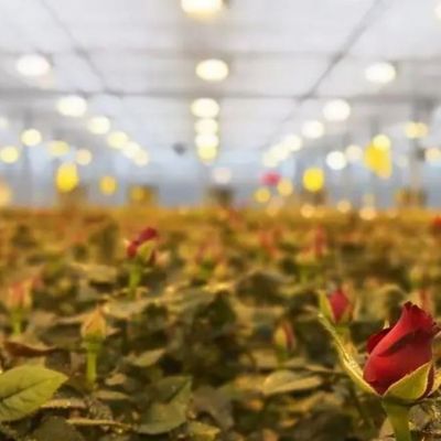Устройство для выращивания растений с регулируемым влажностью 12,09 см * 2,35 см * 2,39 см Размер упаковки