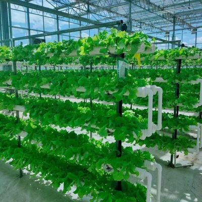 Стеклянная теплица из оцинкованной стальной трубы с орошением и отличным обслуживанием клиентов