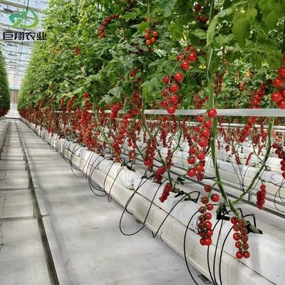 Метод выращивания гидропоники Сельское хозяйство Стеклянная теплица для томатов/фруктов