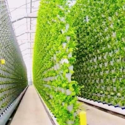 Гидропоническое посевное помещение Стенные пленки на крыше Теплица с тенью на открытом воздухе