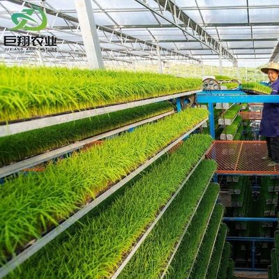 Специализированная протяженность 8 м 9,6 м 12 м Теплица для огурцов Изготовлена из горячо оцинкованной стальной трубы